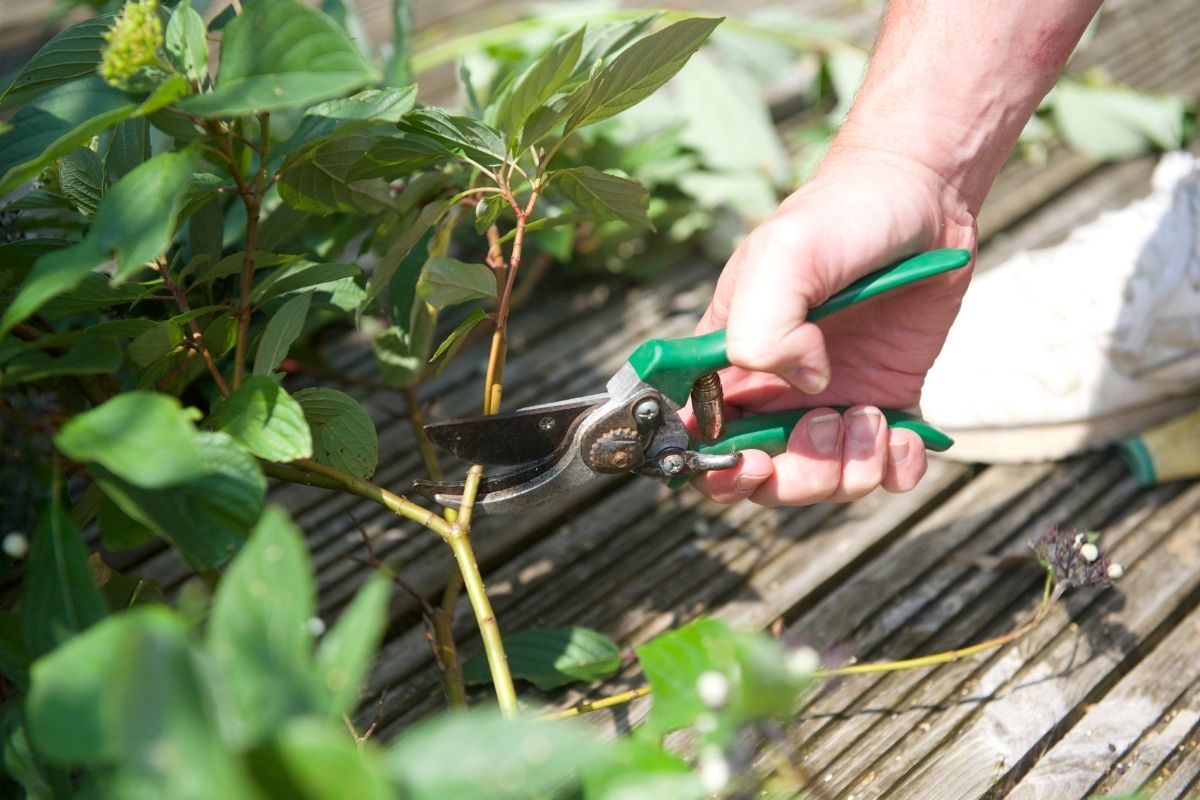 Erros poda matar planta