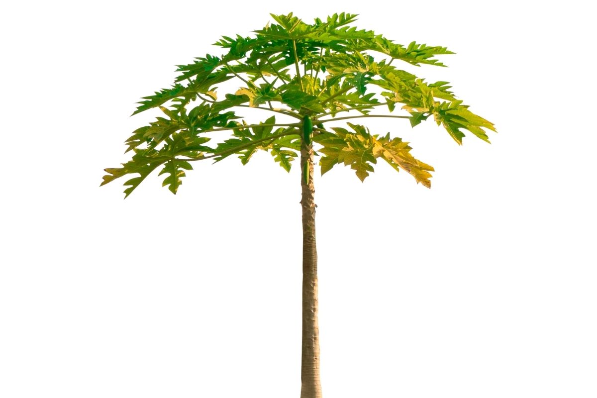 Mamão não produz frutos