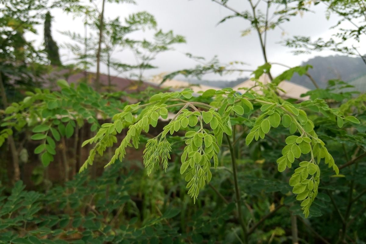 Moringa