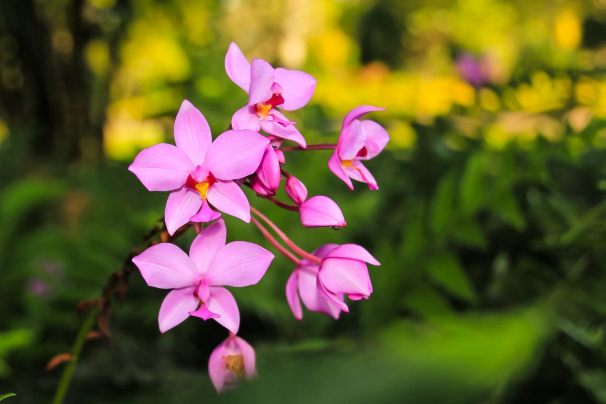 Orquídea plantada na terra