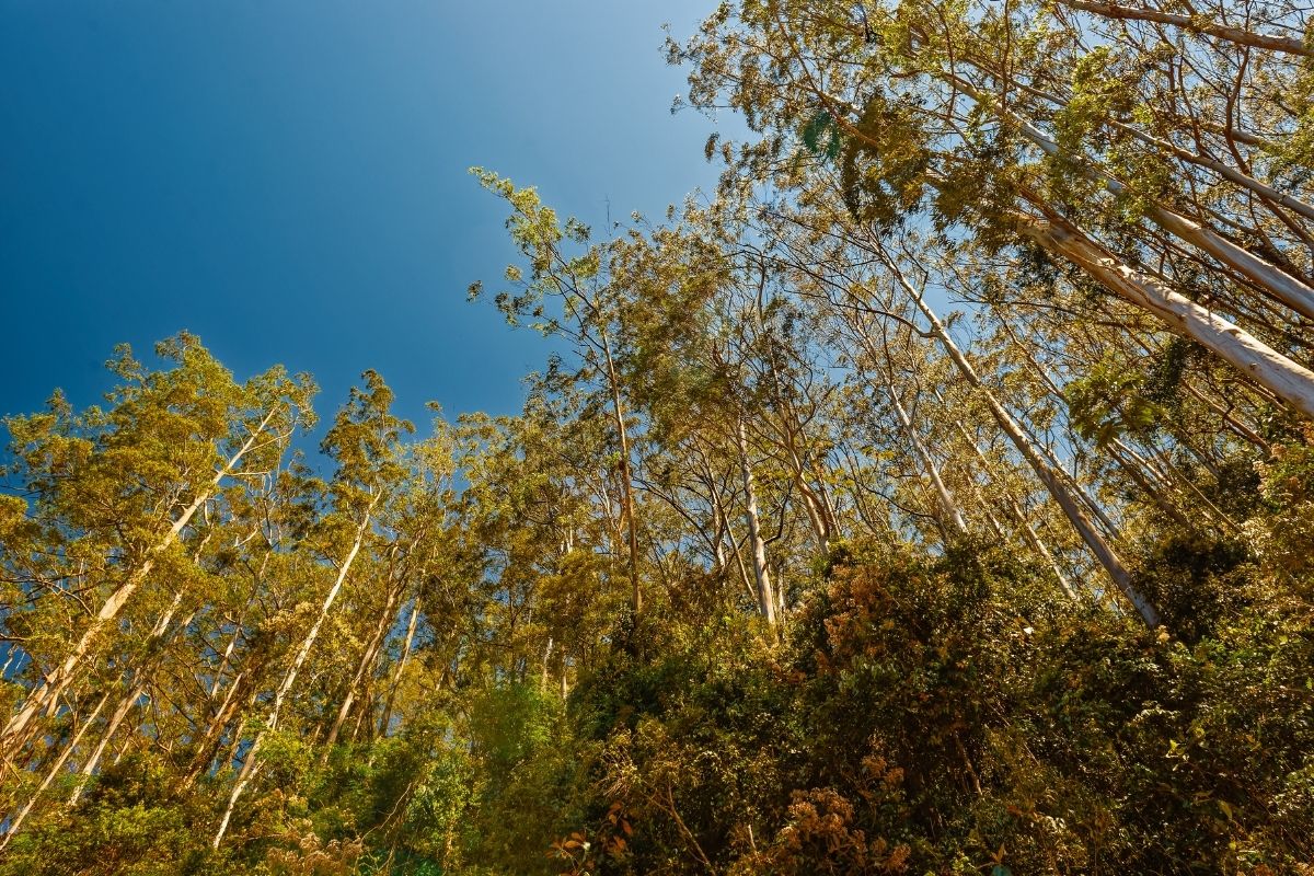 pé de eucalipto - Reprodução Canva Como plantar cultivar eucalipto