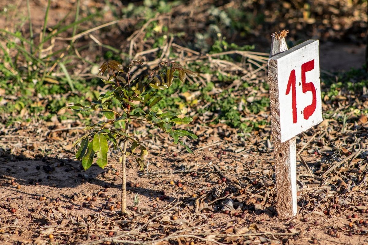 Como plantar cultivar eucalipto