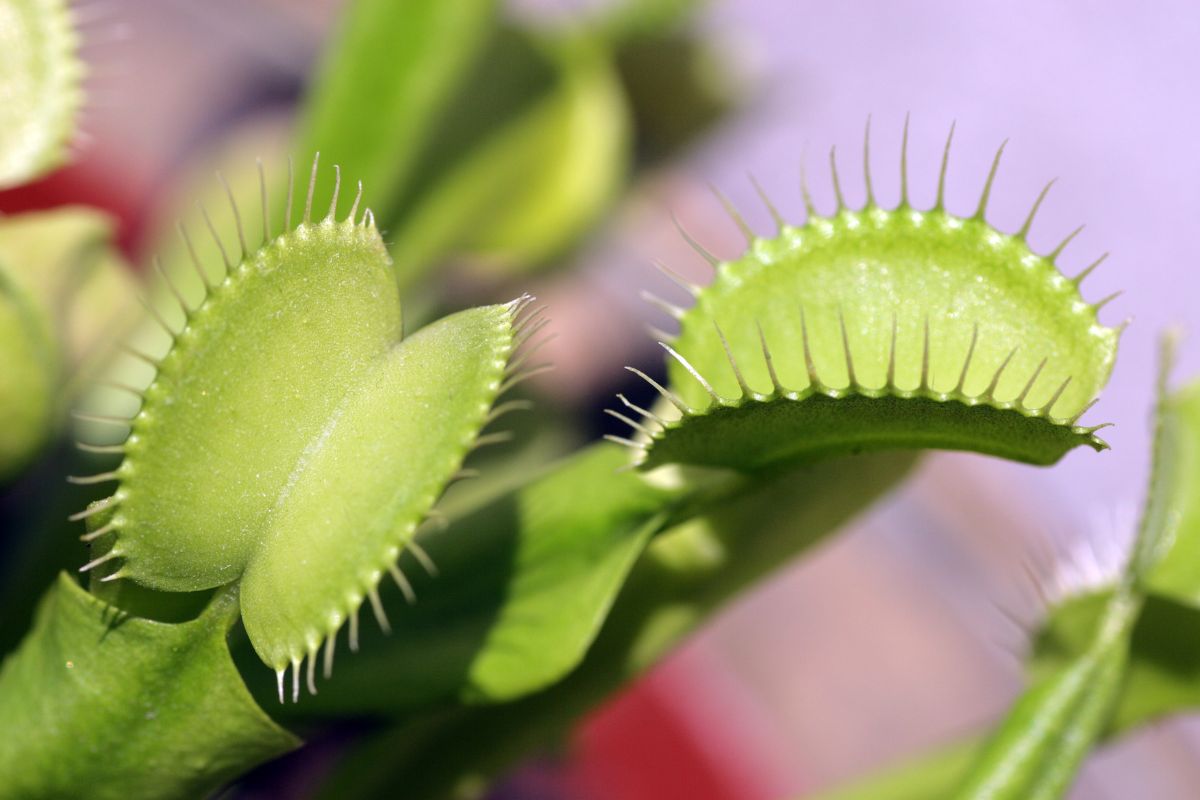 Planta carnívora come insetos