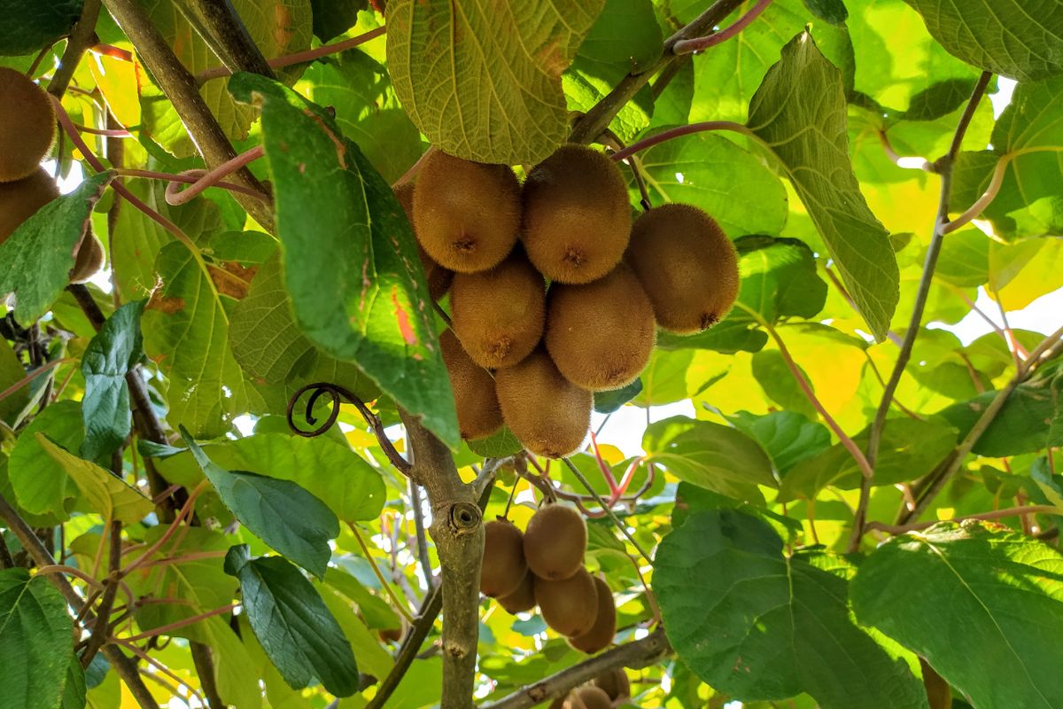 Produzir kiwi no quintal