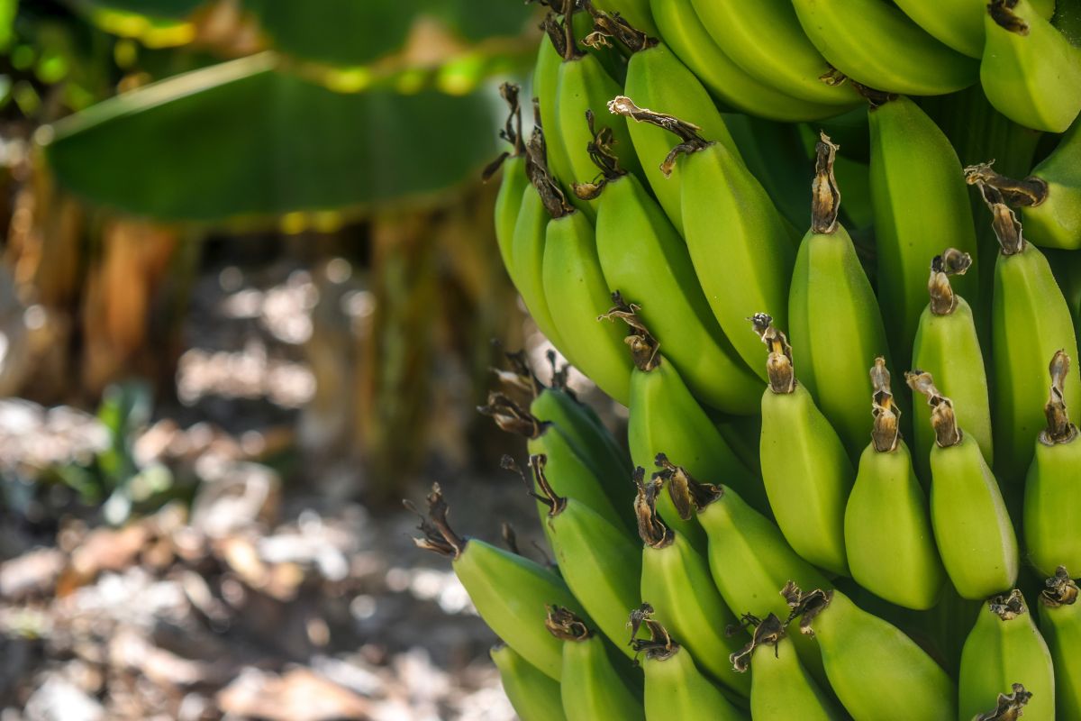 Qual o melhor momento de remover o cacho de banana?| Fonte: Pexels