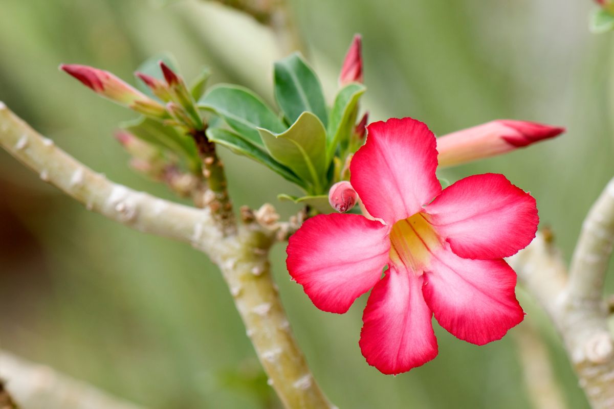 Tempo dura floração rosa-do-deserto