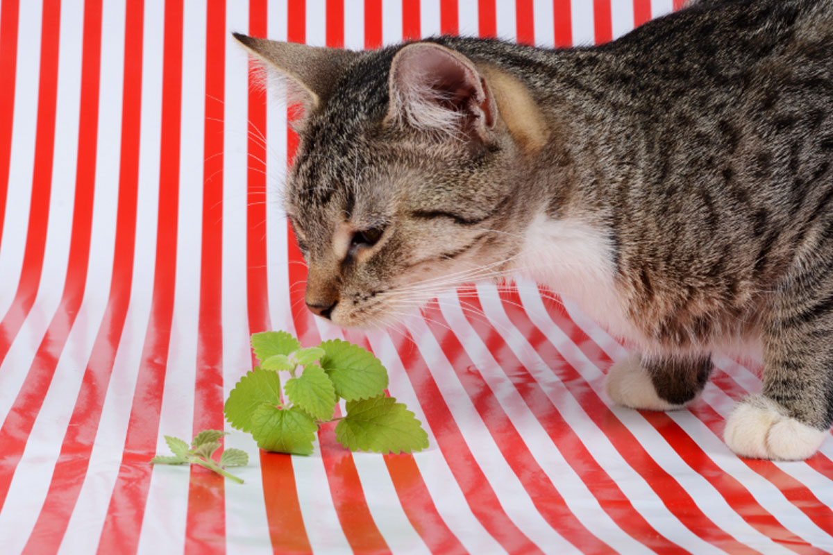 Aprenda como cultivar erva do gato - Reprodução Canva