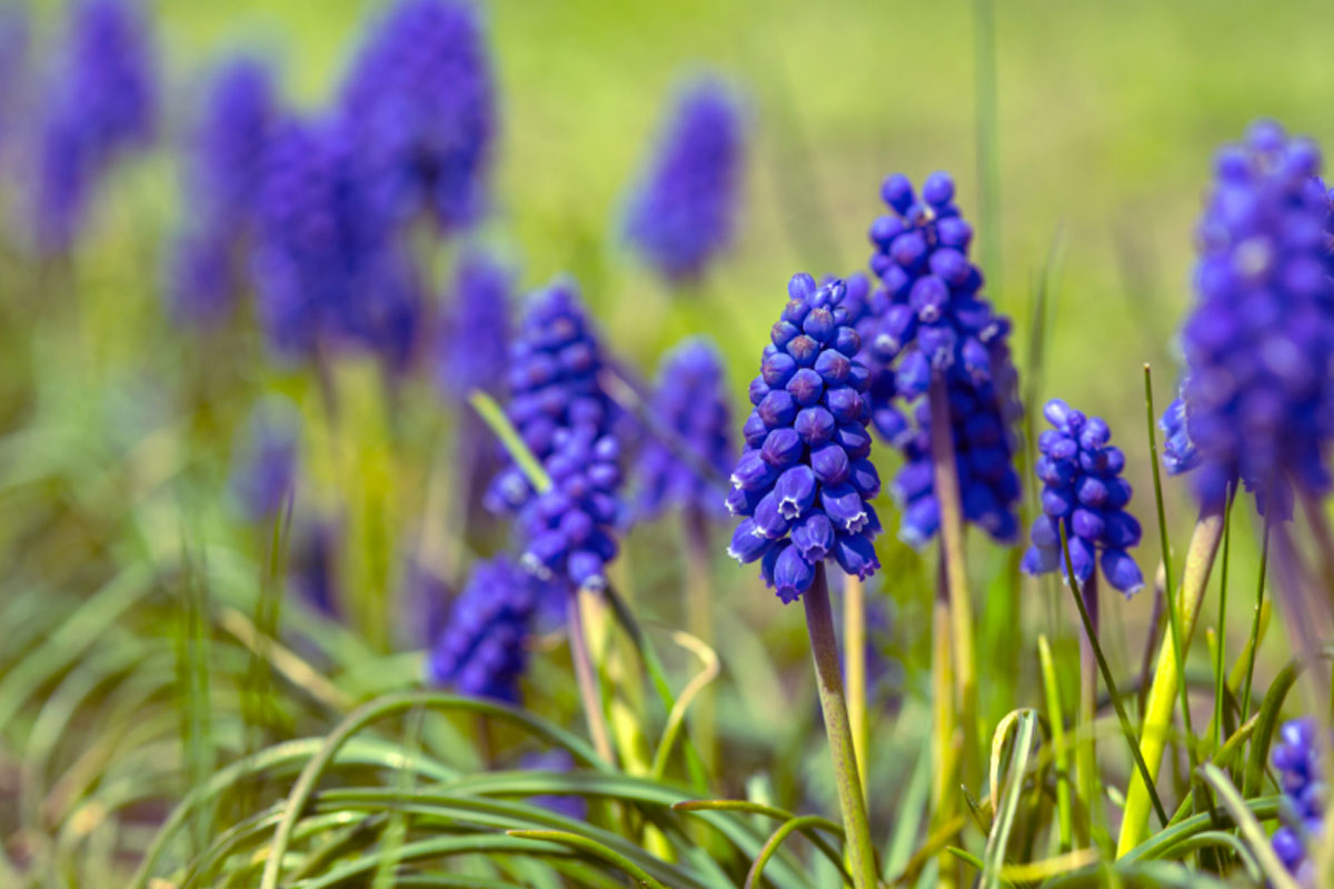 Aprenda como cultivar jacintos - Reprodução Canva