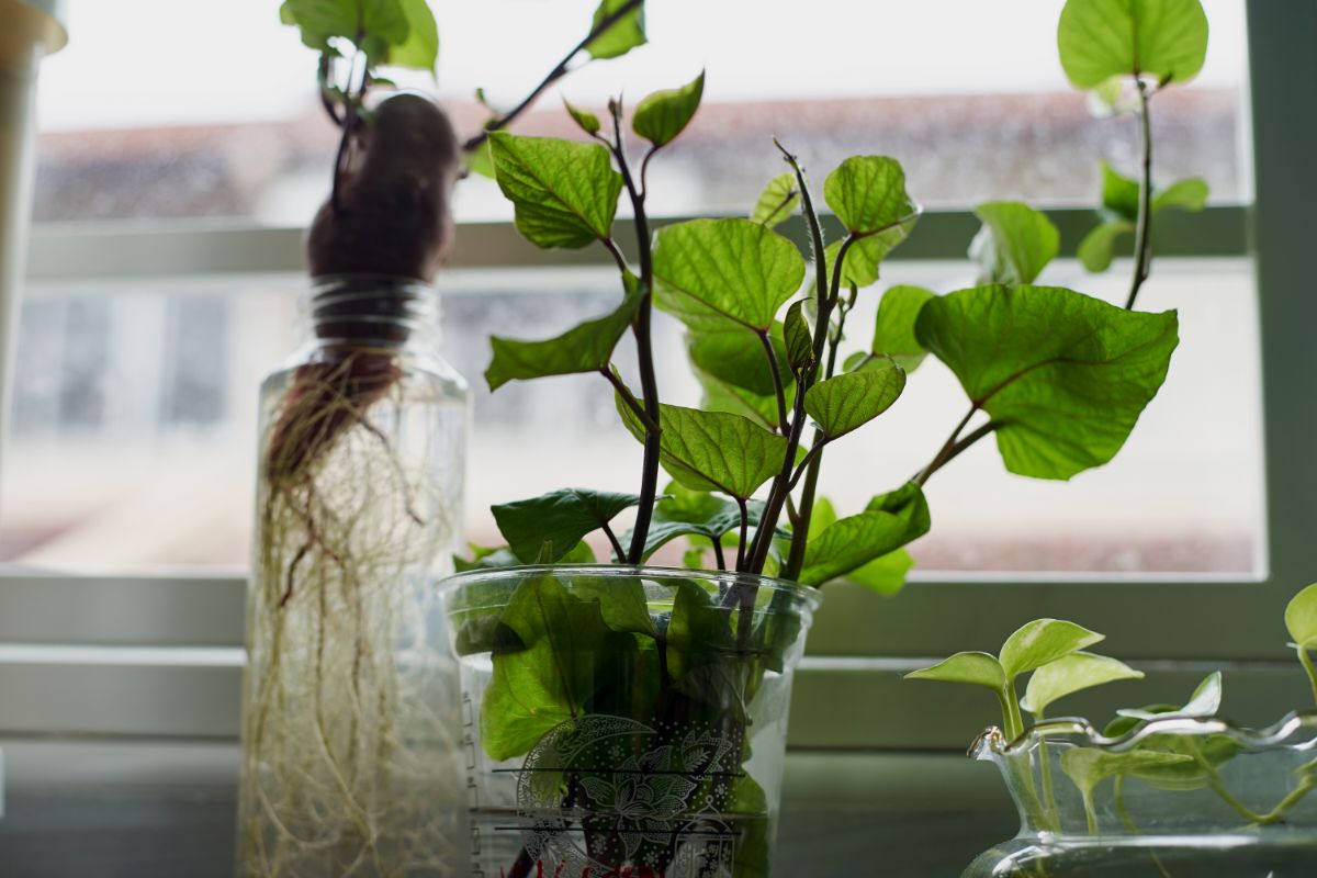 Batata doce na decoração