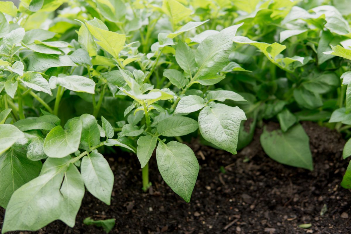 Qual a melhor maneira de plantar mandioquinha salsa?