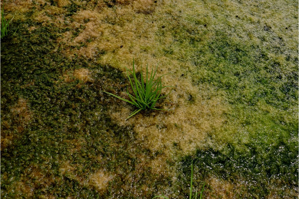 Saiba a maneira correta de eliminar tiririca do jardim