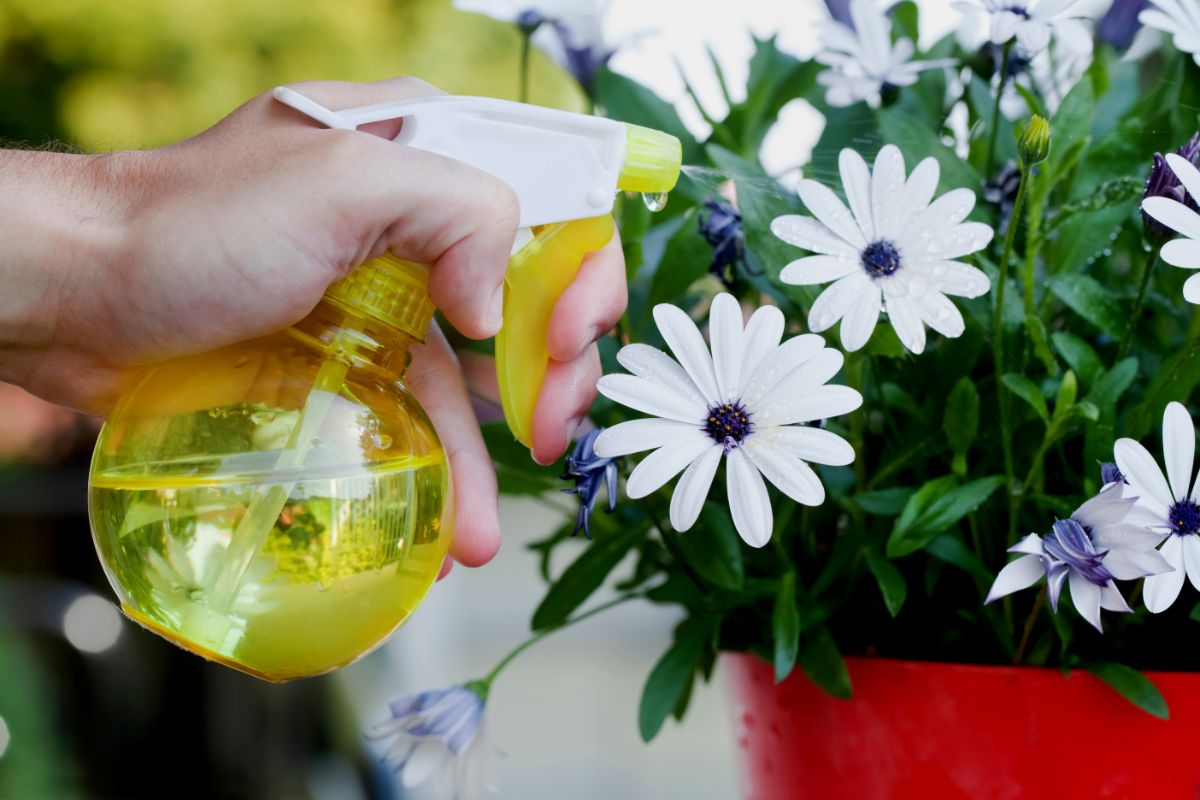 Saiba qual o melhor adubo para margaridas dar muitas flores - Imagem: Canva Pro