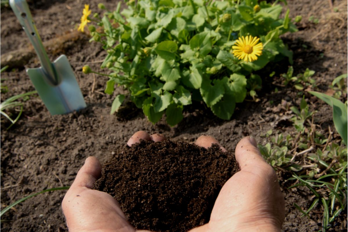 Saiba qual o melhor adubo para margaridas dar muitas flores