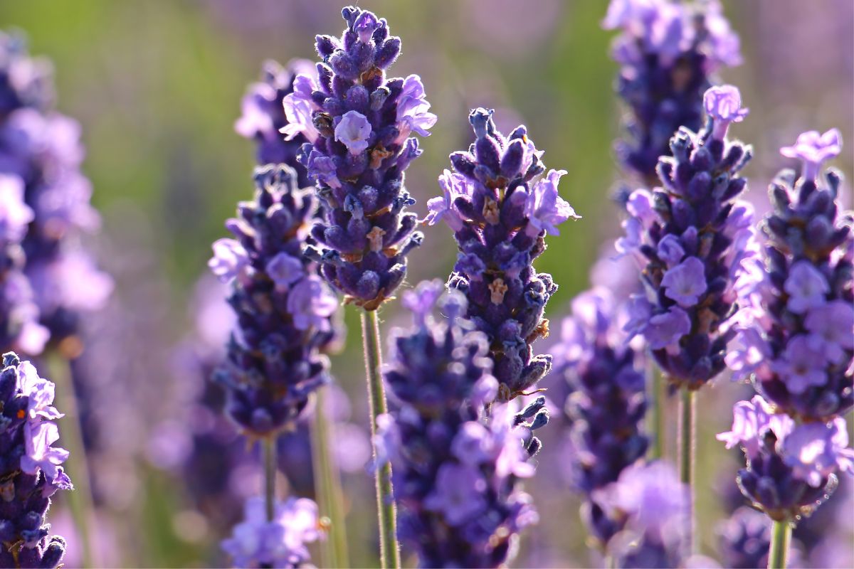 Ervas que repelem mosquitos e insetos no seu jardim 