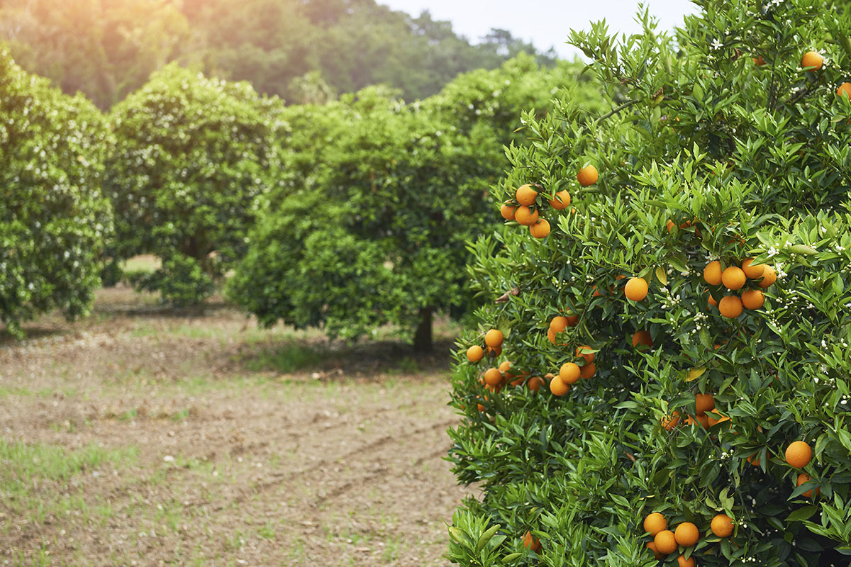 O que posso cultivar em agosto - Reprodução Freepik