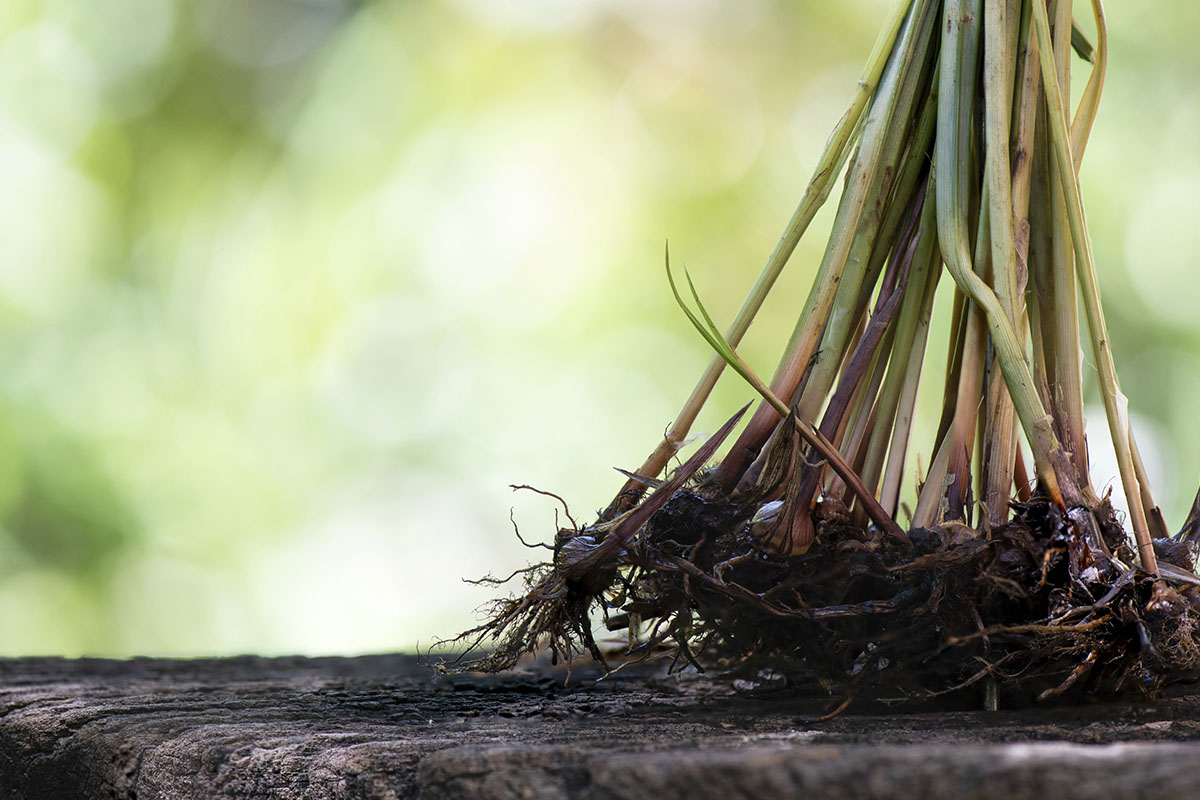 Tiririca - Reprodução Freepik