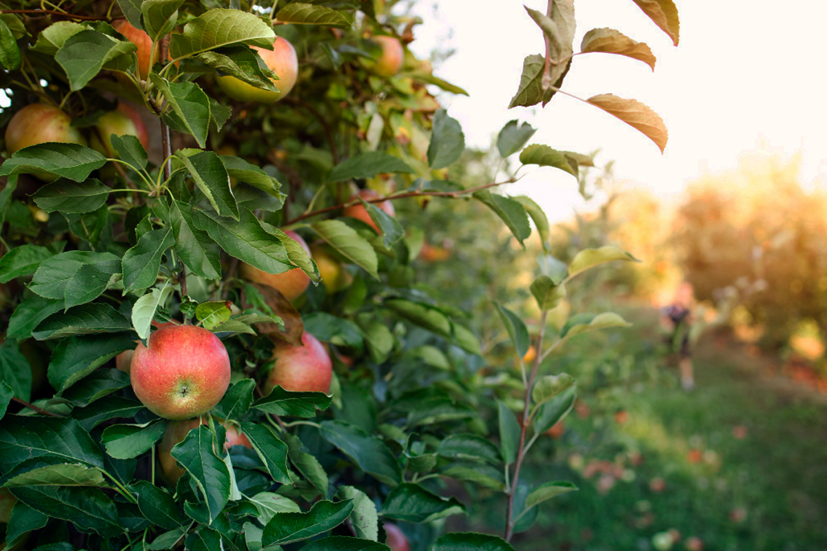 Saiba agora como fazer a macieira tombar em deliciosas maçãs