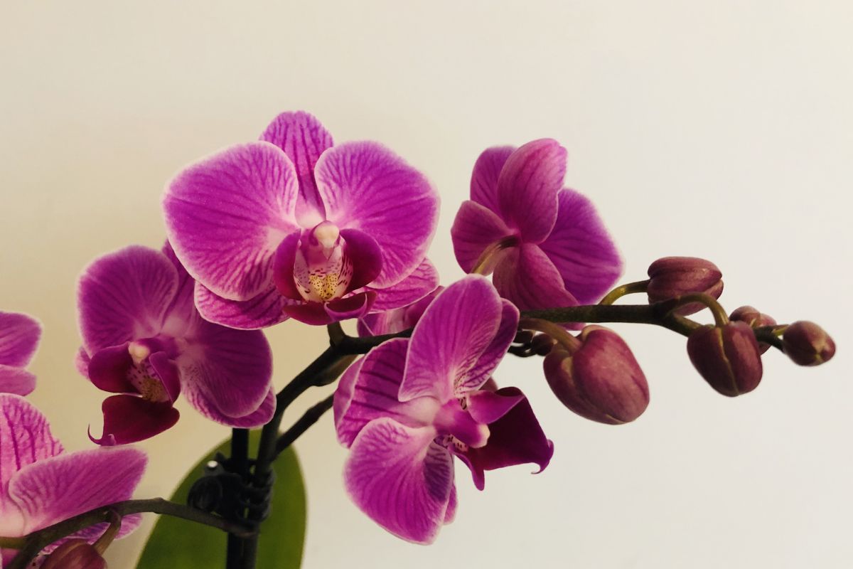 3 tipos de orquídeas mais fáceis de serem cuidadas - Reprodução Canva