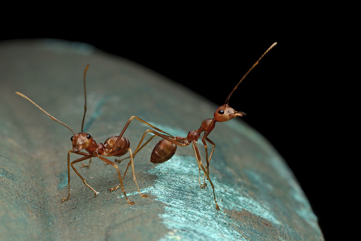 5 dicas infalíveis para eliminar formigas cortadeiras da sua horta - Reprodução Freepik