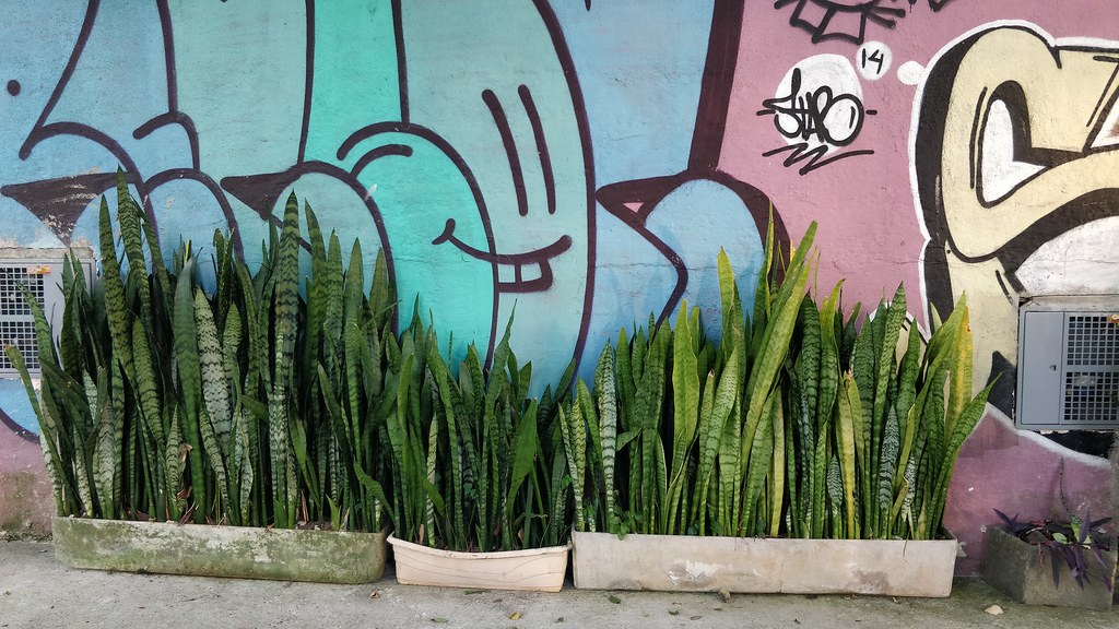 Espada de são jorge é venenosa?