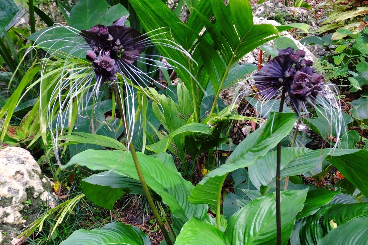 Como cultivar a planta morcego?