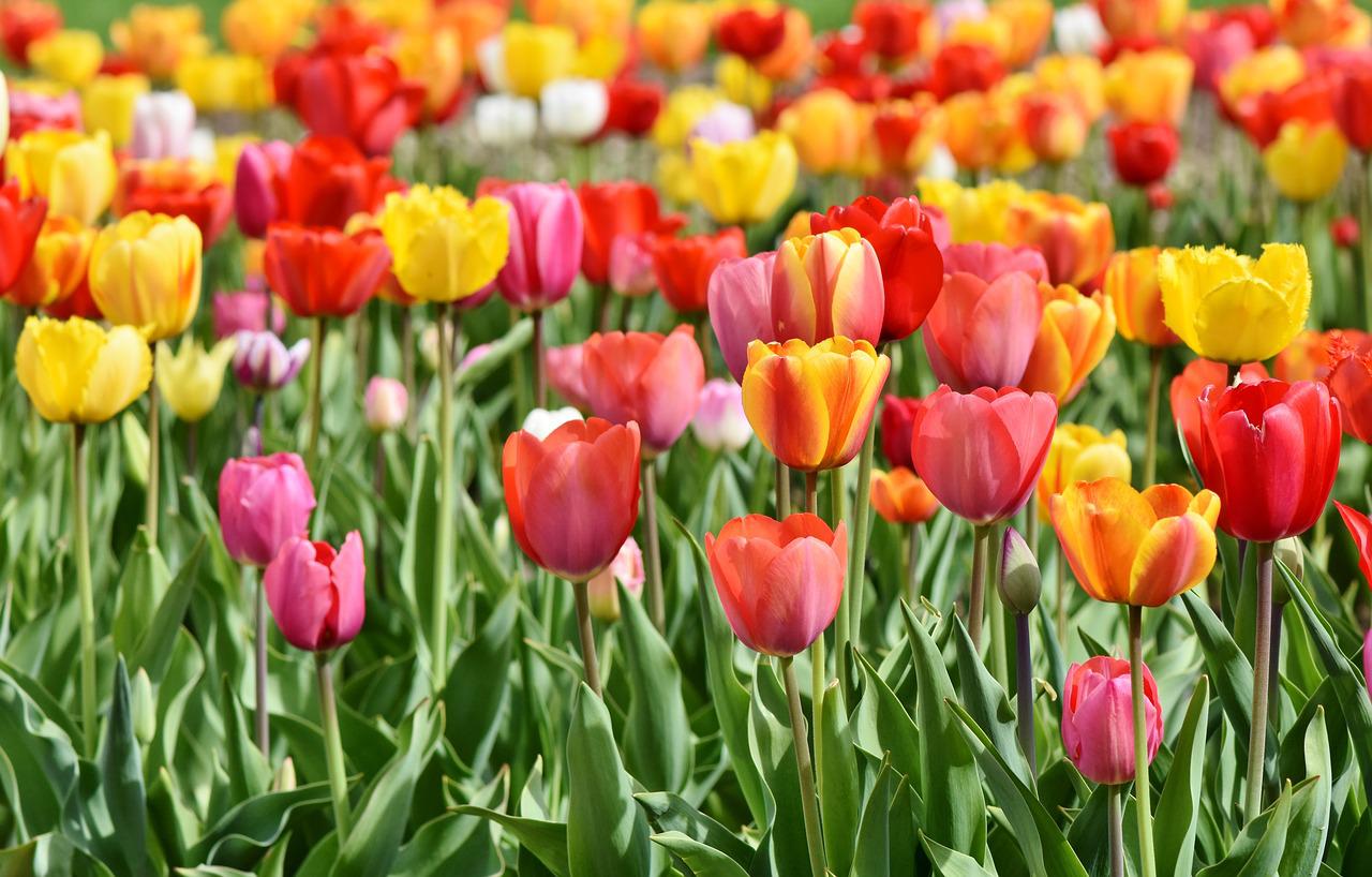 Como cultivar tulipas depois da floração