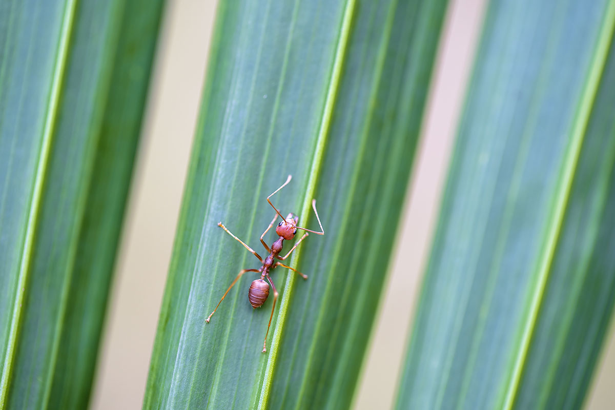 Como eliminar formigas da sua horta - Reprodução Freepik