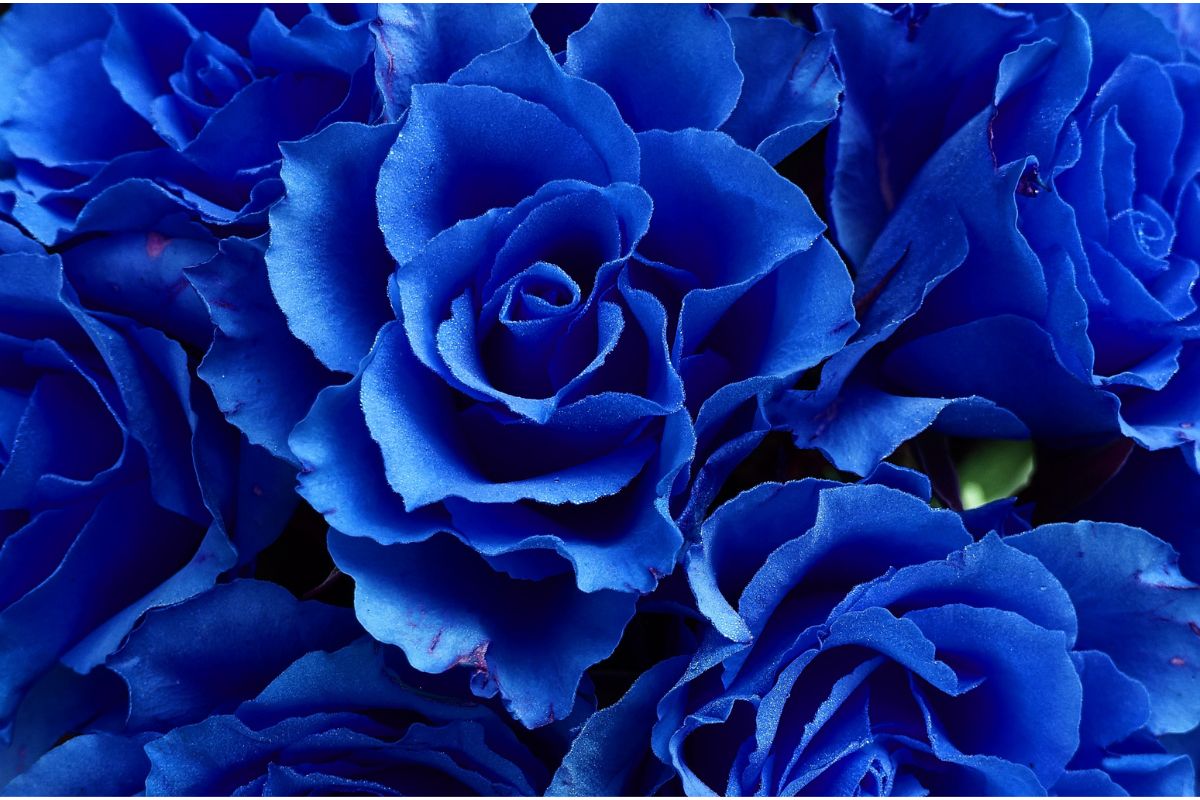 Como plantar e cultivar rosa azul?