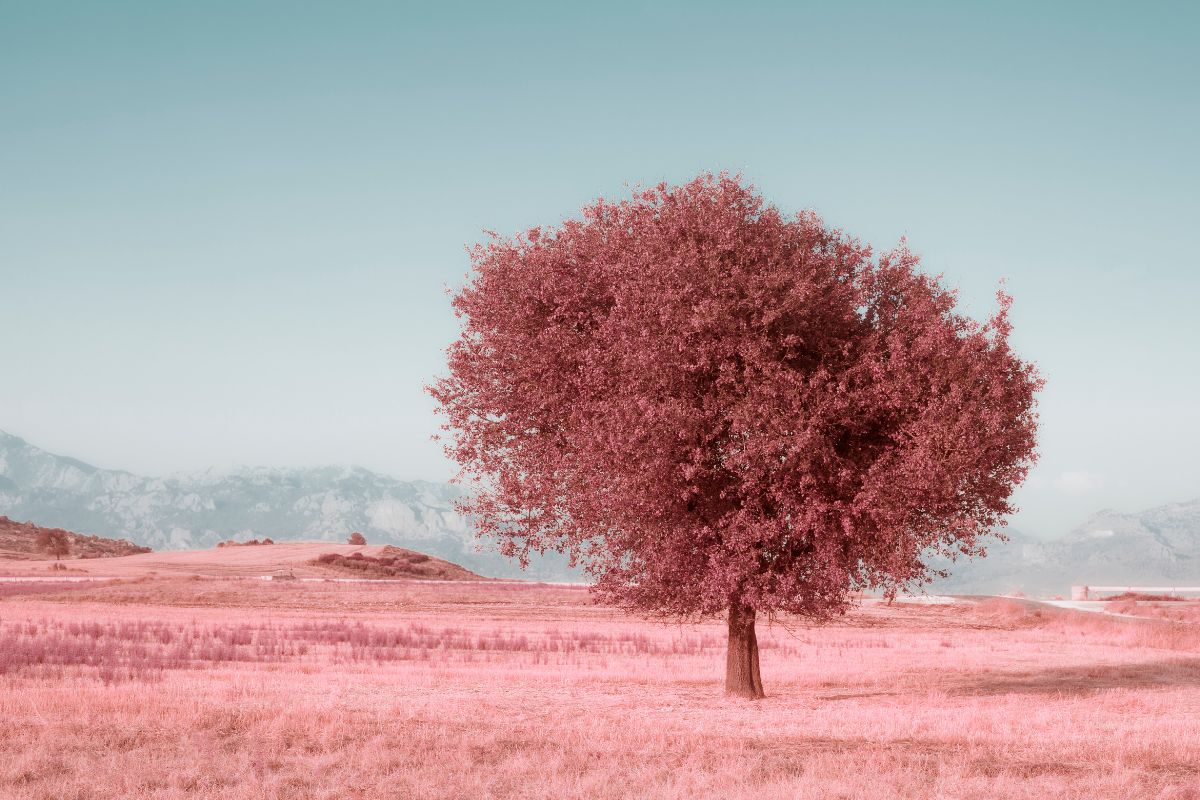 Conheça 3 árvores lindas que dão belas fotos e que fazem muito sucesso - Reprodução Canva