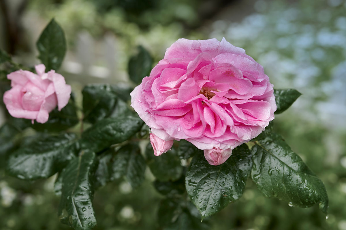 Conheça quais os adubos orgânicos preferidos das roseiras; as rosas ficam gigantes - Reprodução Freepik