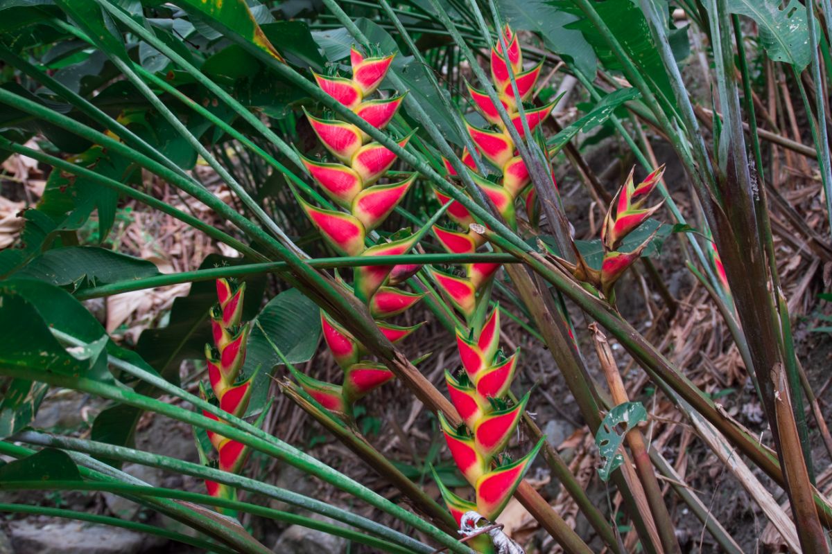 5 dicas de como cultivar helicônia