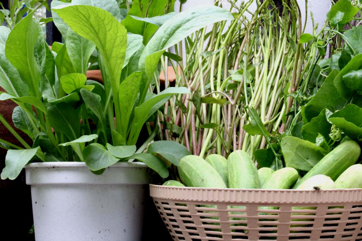 7 melhores hortaliças para plantar em vaso - Reprodução Canva