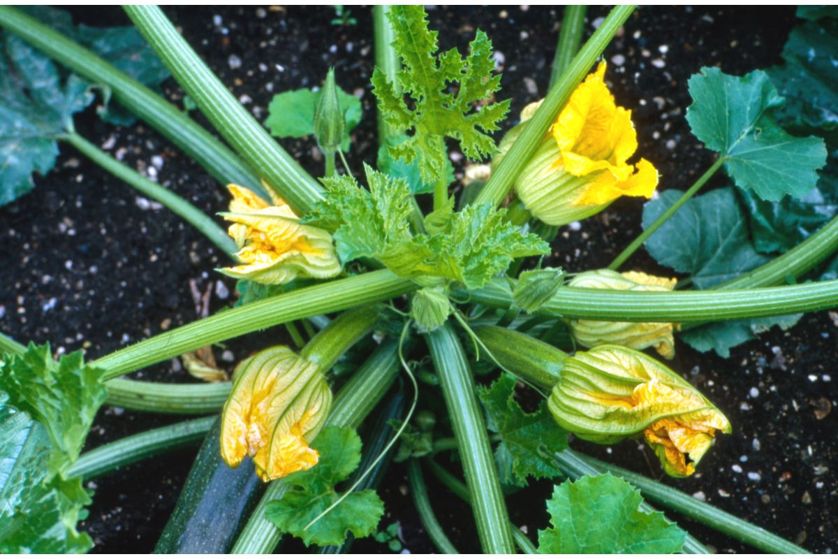 7 melhores hortaliças para plantar em vaso