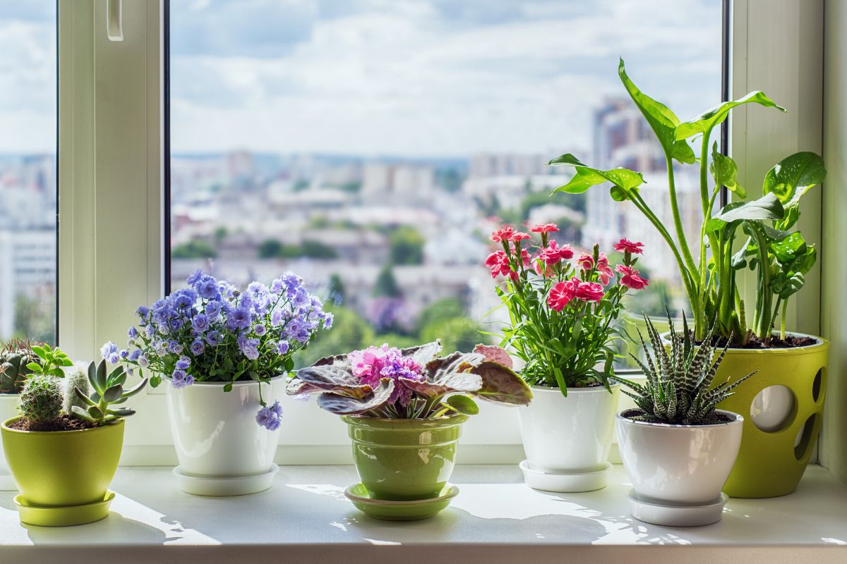 Como escolher as melhores flores para cultivar dentro de casa - Reprodução Canva