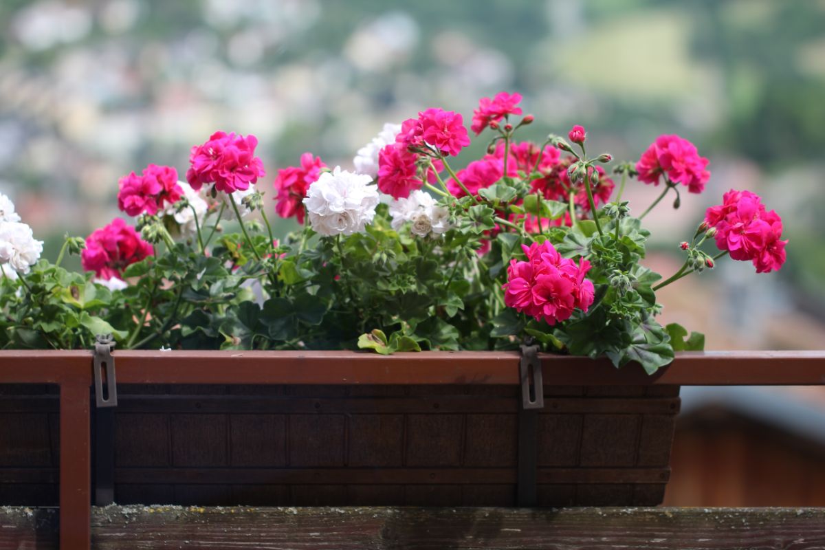 Como escolher as melhores flores para cultivar dentro de casa