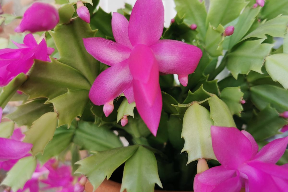 Dá para mudar a cor da flor-de-maio?