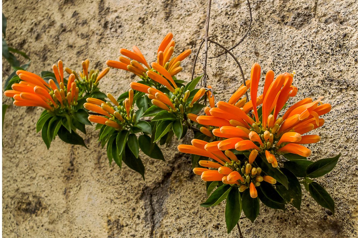 Saiba como cultivar a milagrosa flor-de-São-João — Reprodução Canva