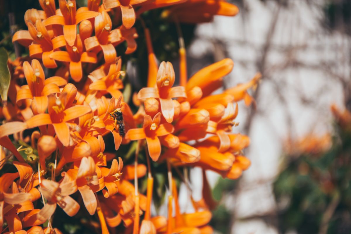 Saiba como cultivar a milagrosa flor-de-São-João