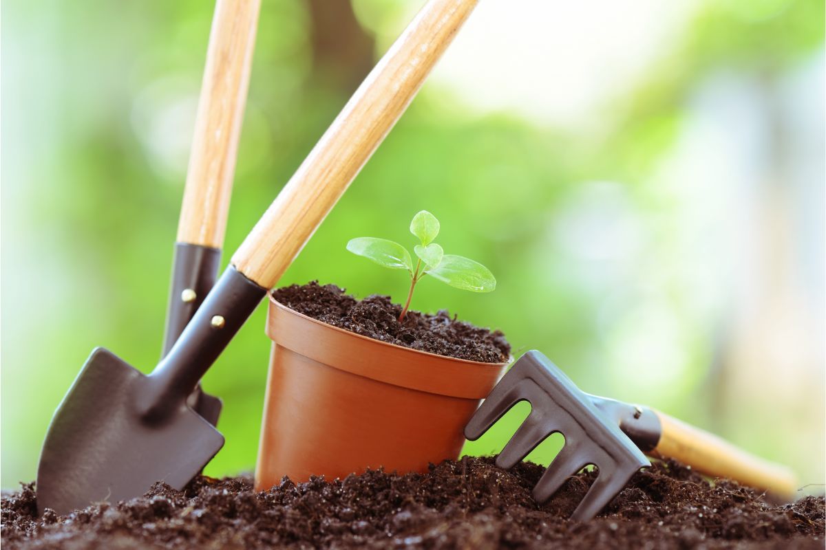 Quer fazer um curso incrível de jardinagem grátis? — Reprodução Canva