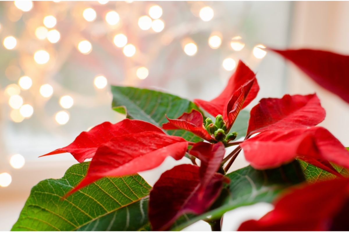 Conheça 03 flores bizarras que despertam a curiosidade