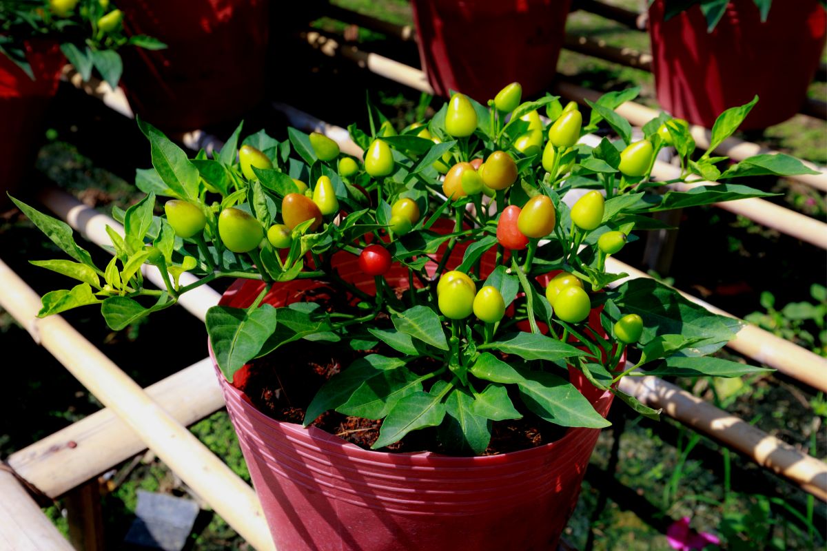 Cultive deliciosas pimentas-biquinho com essas dicas incríveis e simples