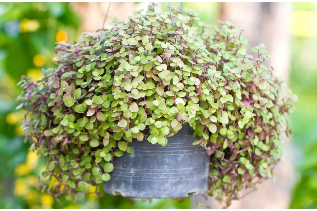 Veja como cultivar dinheiro-em-penca em jardim vertical