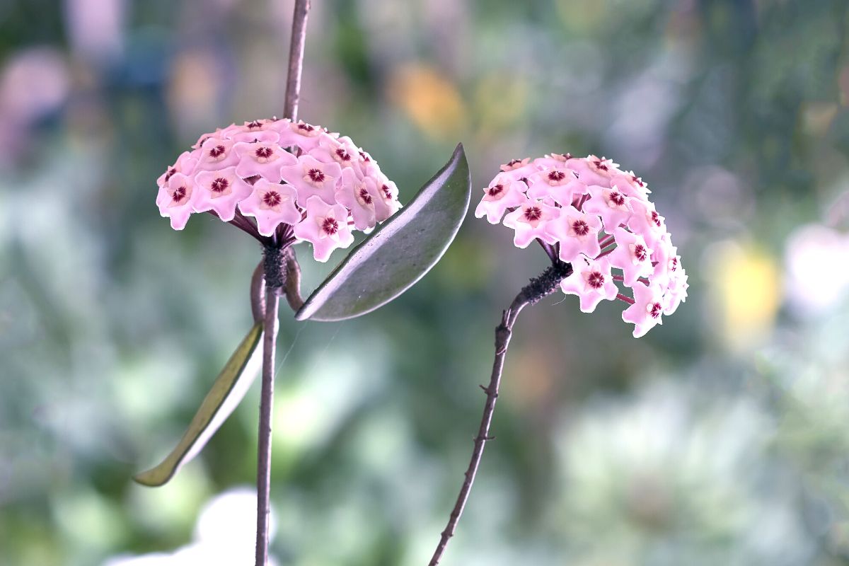 Sua flor-de-cera não dá flor?