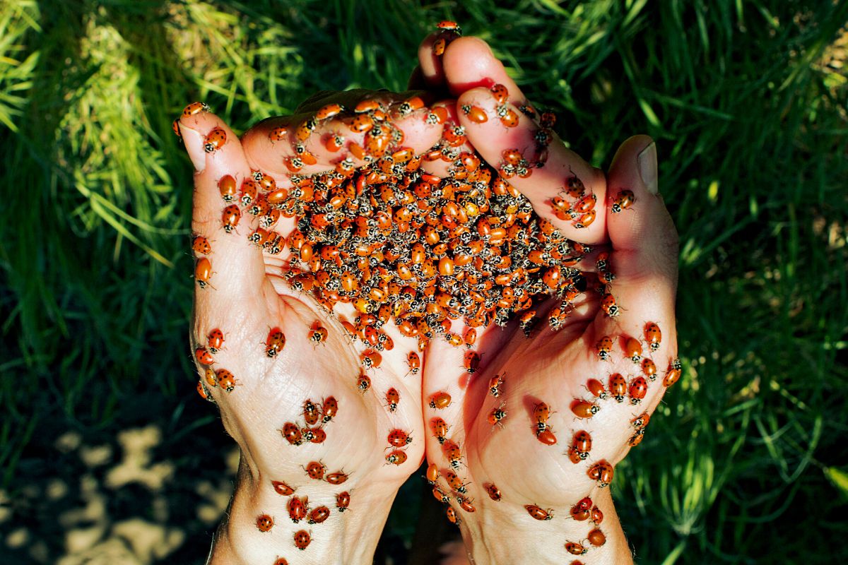 Como atrair mais insetos do bem para o seu jardim e ter resultados incríveis