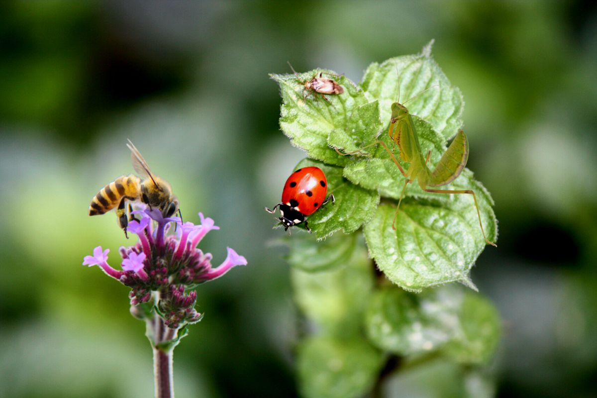 Como atrair mais insetos do bem para o seu jardim e ter resultados incríveis — Imagem: Canva Pro