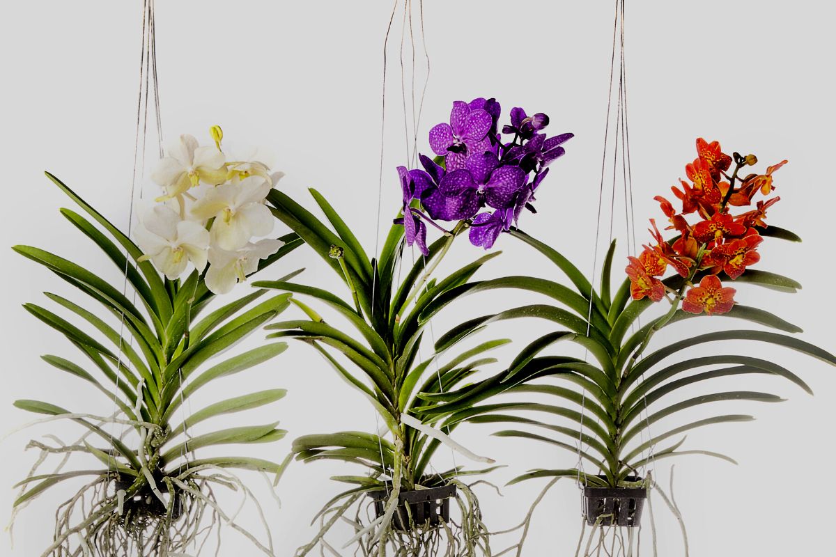 Conheça a espécie de orquídea que enche de cachos floridos — Imagem: Canva Pro