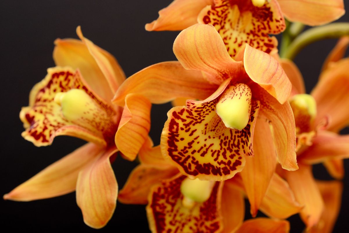 Conheça a espécie de orquídea que enche de cachos floridos