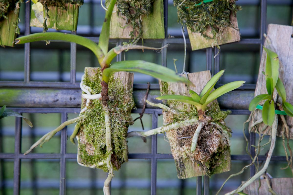 Descubra como fazer muda de orquídeas de uma maneira simples e fácil — Imagem: Canva Pro