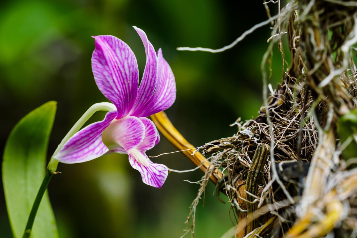 Orquídea Dendrobium prefere tronco ou vaso para desenvolver melhor?