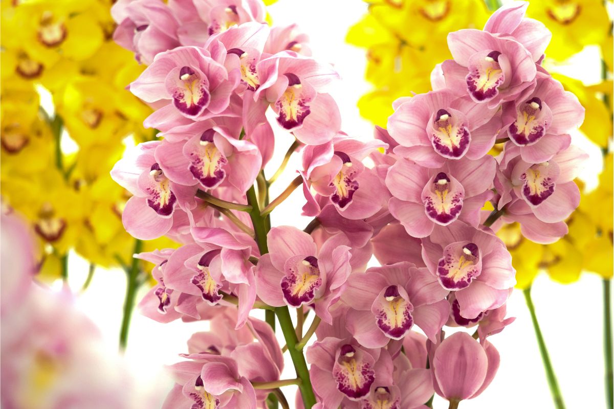 Qual a diferença entre orquídea cymbidium e dendrobium? — Imagem: Canva Pro